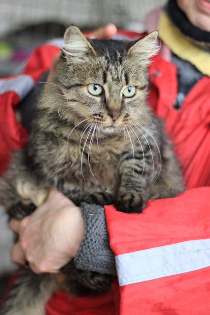 Close-up of a fluffy cat cradled in a person's arm, showcasing its furry texture and expressive eyes.