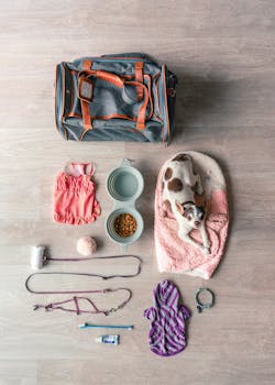吉娃娃出行装备平铺 Chihuahua travel essentials flat lay.