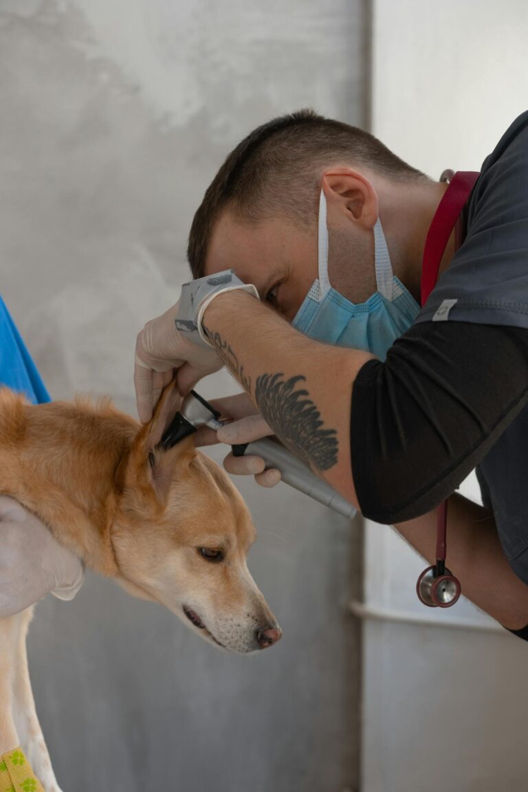 戴口罩兽医检查狗耳朵 Masked vet examining dog's ear.
