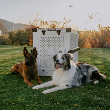 日落公园中比利时马林诺斯犬和边境牧羊犬在航空箱旁 Two dogs beside Impact pet crate at sunset.