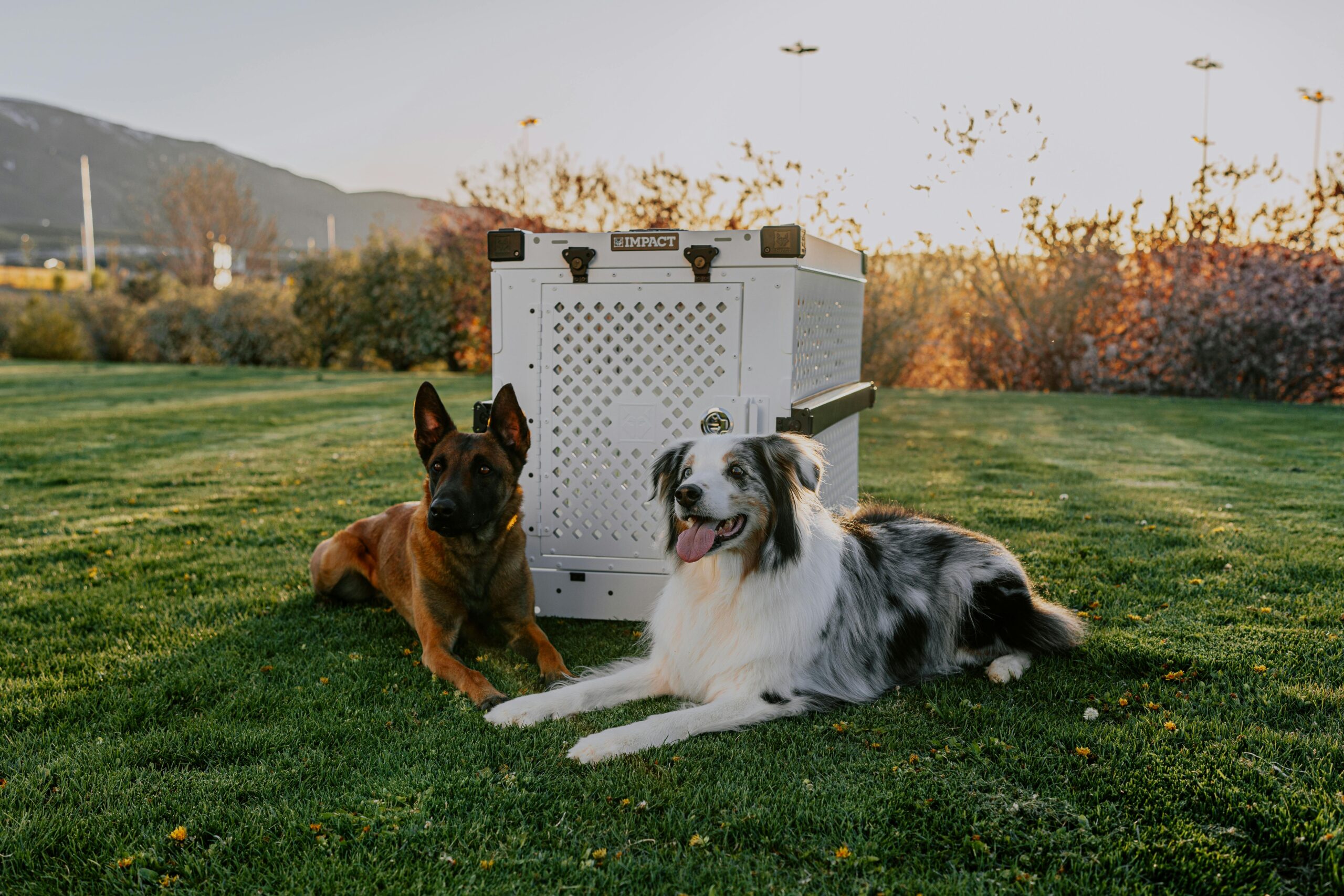 日落公园中比利时马林诺斯犬和边境牧羊犬在航空箱旁 Two dogs beside Impact pet crate at sunset.