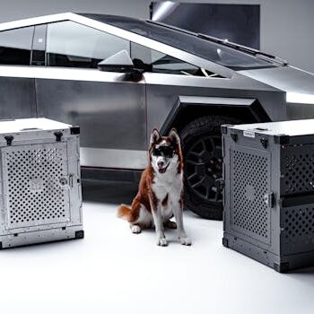 赛博卡车与宠物 Cybertruck with Pet 赛博卡车与时尚狗及航空箱 Cybertruck with stylish dog and crates.