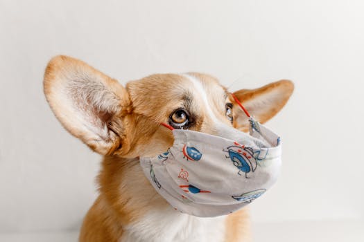 柯基犬戴着面罩抬头看 Corgi looking up with face mask.