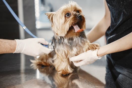约克夏犬在兽医诊所接受检查 Yorkshire Terrier receiving medical checkup.